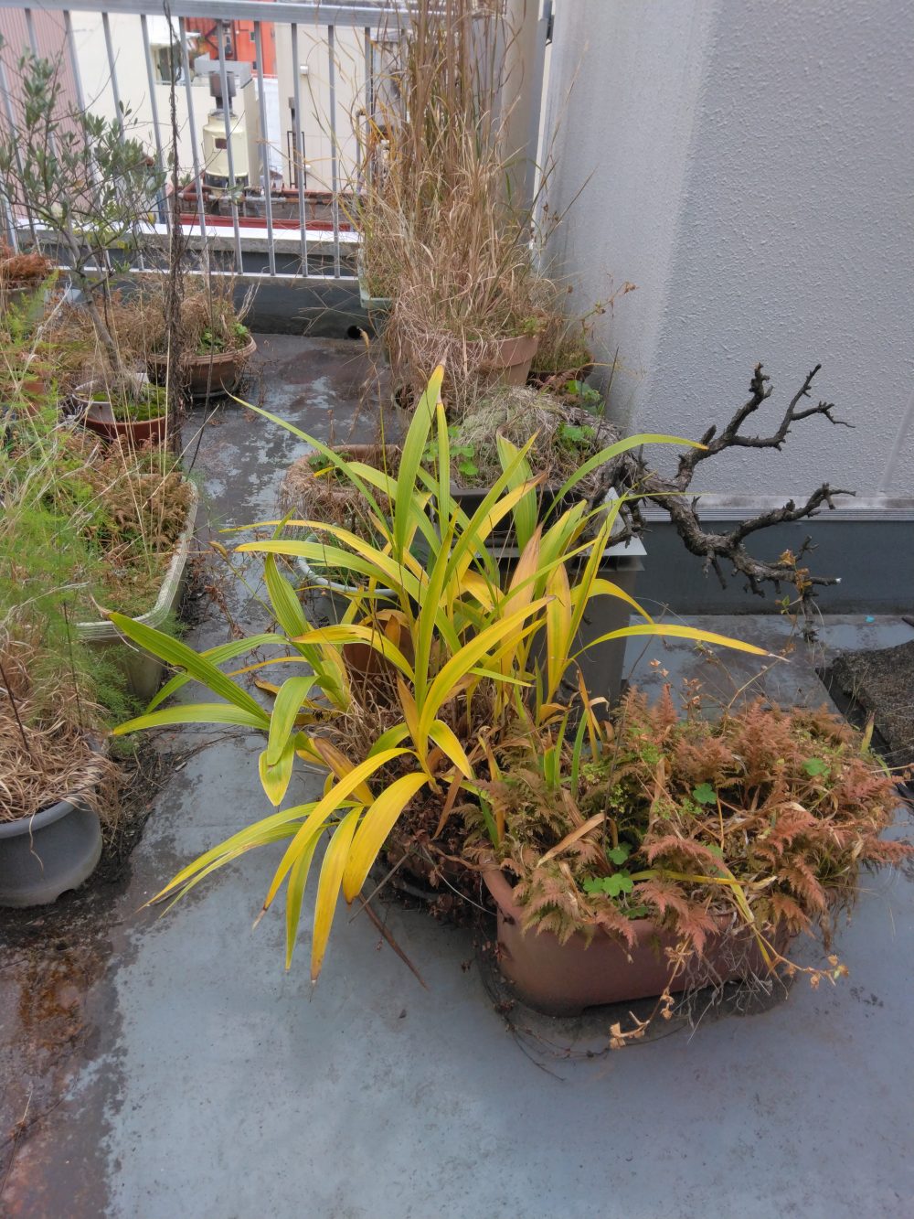 家庭ごみTC(トータルクリーン)サービス - 作業実績:プランターの片付け/ビフォア