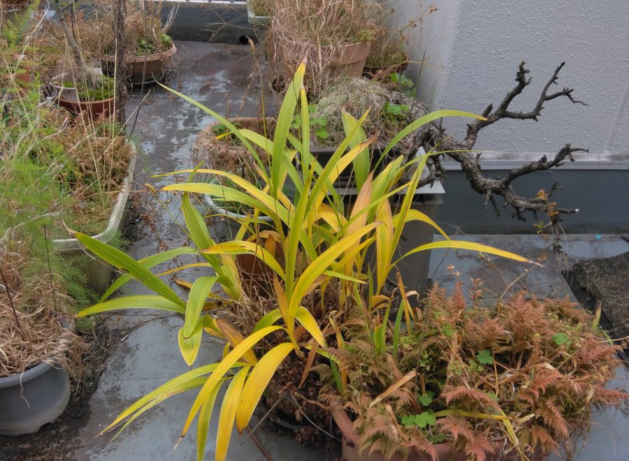 家庭ごみTC（トータルクリーン）サービス - 作業実績：プランターの片付け／ビフォア